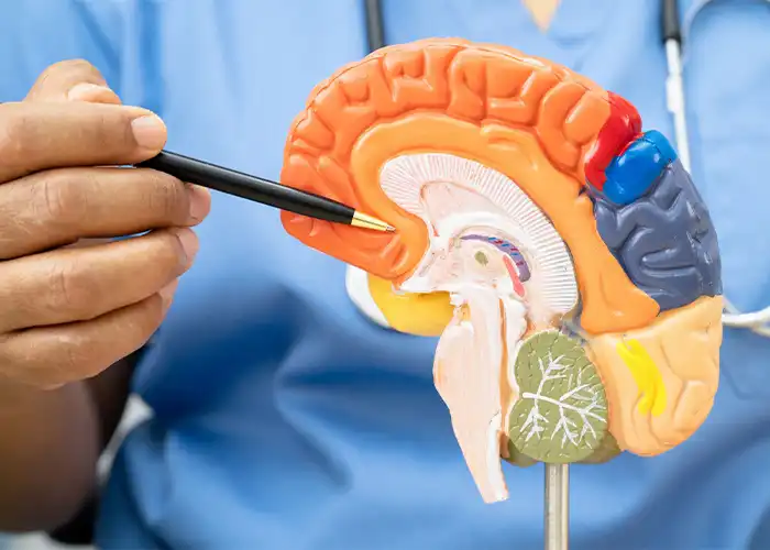 Alzheimer e Parkinson: Diferenças, Sintomas e Cuidados em Casa